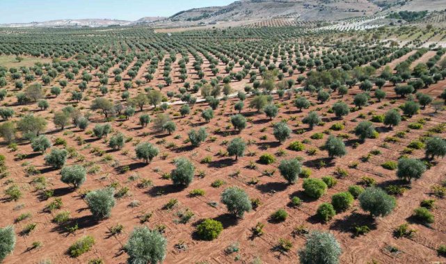 Kilis'te zeytinde erken hasat dönemi