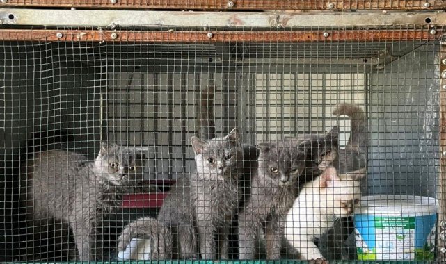 Kırklareli'nde kaçak hayvan operasyonu: 1 milyon 241 bin 973 lira ceza