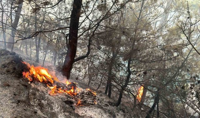 Muğla Gökova Körfezi'nde orman yangını