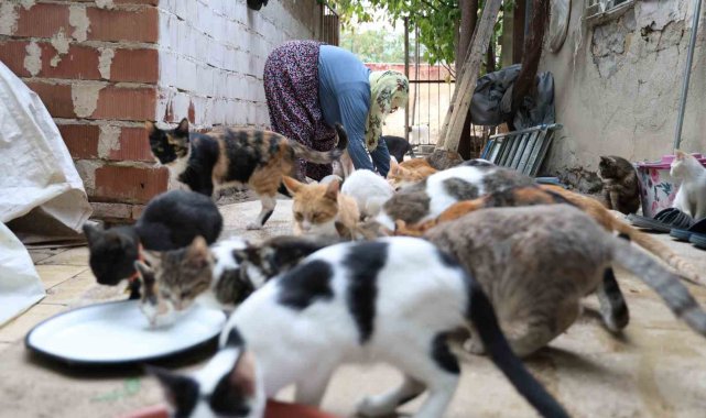 Ömrünü kedilere adadı: 11 yıldır 70 kediye bakıyor