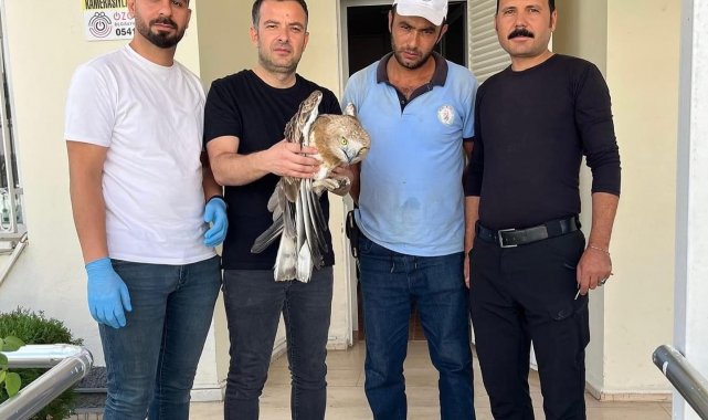 Osmaniye'de yaralı bulunan yılan kartalı tedavi altına alındı