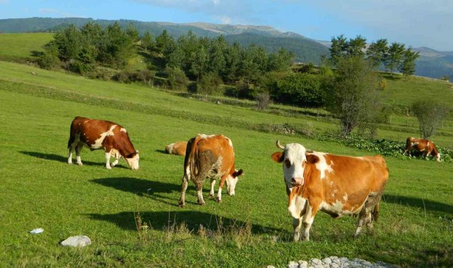 Posof'ta üç mevsim bir arada
