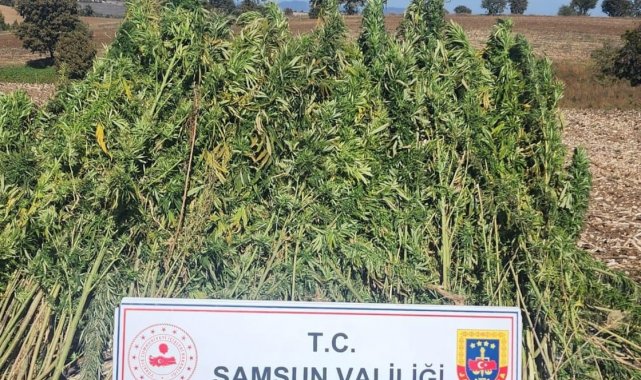 Samsun'da 810 kök kenevir bitkisi ele geçirildi