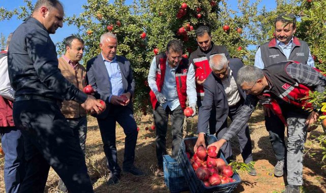 Şanlıurfa'da üretilen Hicaz Narı dünyaya ihraç ediliyor