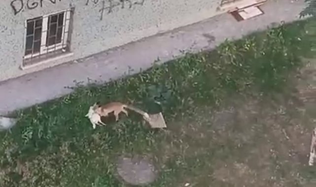 Şehrin ortasındaki tavuk hırsızı tilki