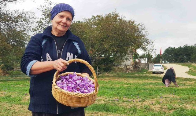 Serin hava 'dünyanın en pahalı baharatı'nda çiçeklenmeyi artırdı