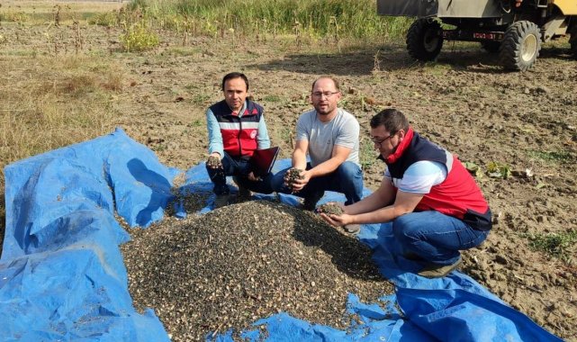 Simav'da yağlık ayçiçeği hasadına başlandı