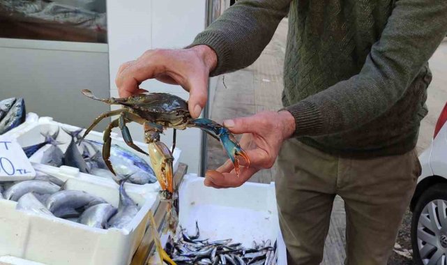 Sinop'ta nadir görülen mavi yengeç ağa takıldı