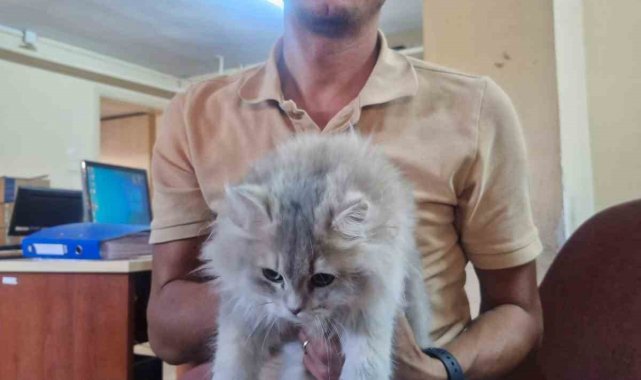 Söke İlçe Tarım ve Orman Müdürlüğü'nden sahipli hayvanlar için çip ve aşılama çağrısı