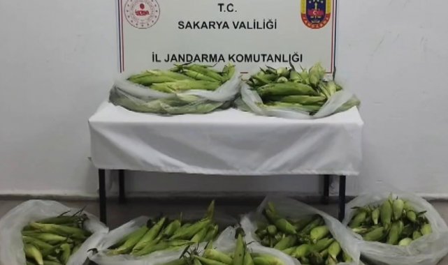 Tarladan mısır koçanı ve üzüm çalan hırsızlar jandarmadan kaçamadı