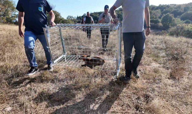 Tekirdağ'da yaralı tilki tedavi edilip doğaya bırakıldı