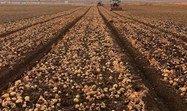 Tomarza'da patates hasadı tüm hızıyla devam ediyor