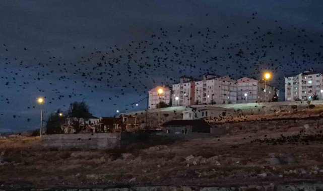 Van'da binlerce karga gökyüzünü kapladı