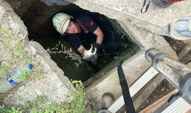 Yalova'da itfaiyeden kirpi ve kedi kurtarma operasyonları