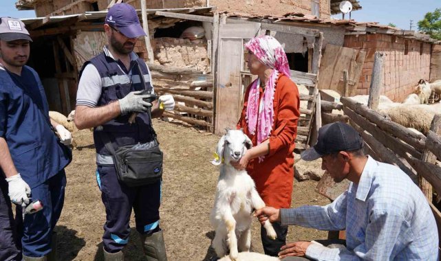 Aşısı olmayan riskli hayvana sahip çiftçilere uyarı: "Destek alamayacaklar"