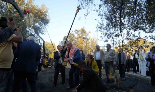 Bin yıllık zeytin ağacından hasat yapıldı
