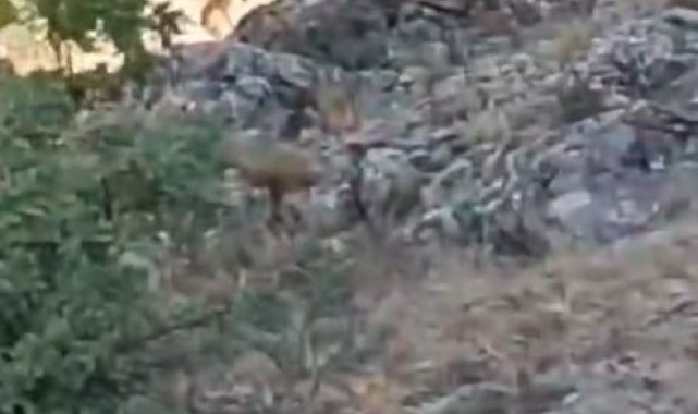 Elazığ'da koruma altındaki dağ keçileri görüntülendi