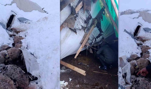 Erzincan'da hayvanların kaldığı çadır çöktü, 55 koyun telef oldu