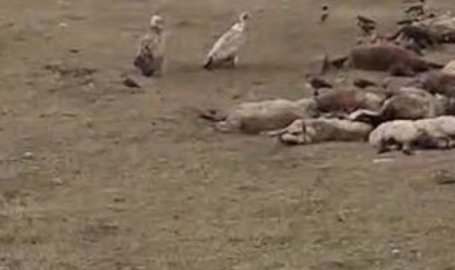 Göle'de kara akbaba sürüsü görüntülendi