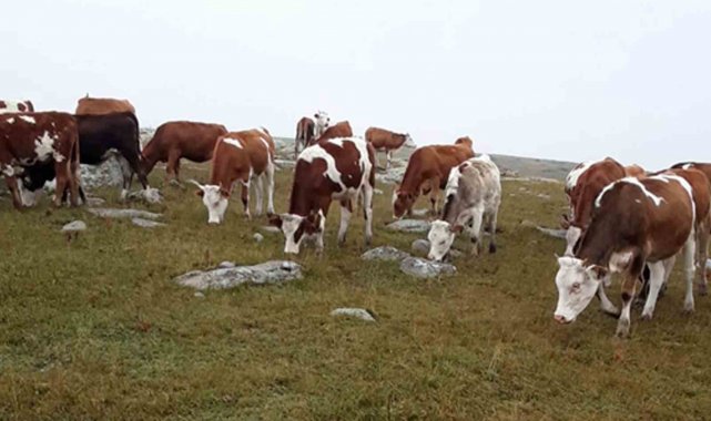Hayvan hırsızları, jandarmanın takibiyle yakalandı
