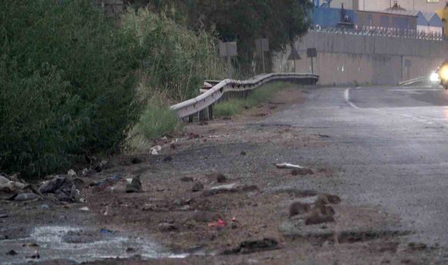 İstilacı farelerle mücadele için çalışma başlatıldı