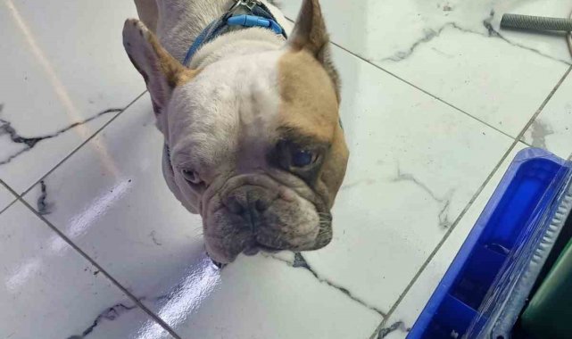 Köpeği defalarca direğe vurarak yaralayan şahıs gözaltına alındı
