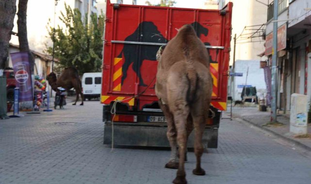 Küresel ısınma develerin de dengesini bozdu