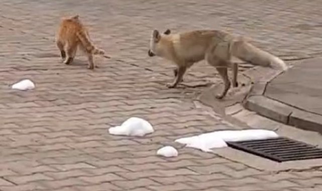 Mahallenin maskotu tilki 'Boncuk' ile kedinin oyunu kameralara yansıdı