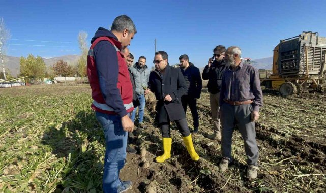 Muradiye'de şeker pancarı hasadı başladı
