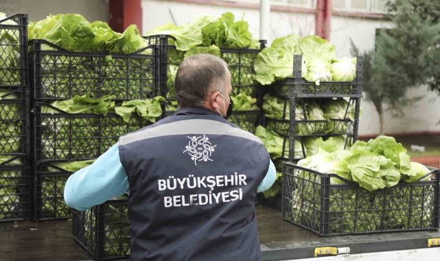 Tarlada kalan ürünleri Aydın Büyükşehir satın alacak