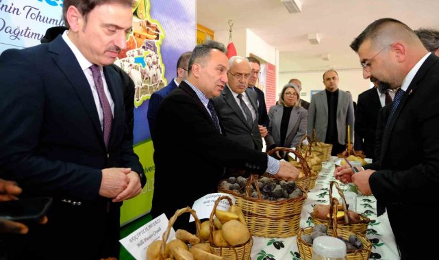 Tokat'ta milli patates çeşitleriyle yerel tarım güçleniyor