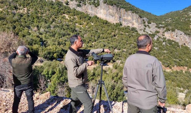 Adıyaman'da yaban keçilerinin popülasyonu çıkartıldı