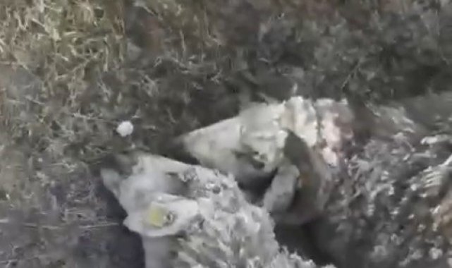 Arpaçay'da kurtlar dehşet saçtı
