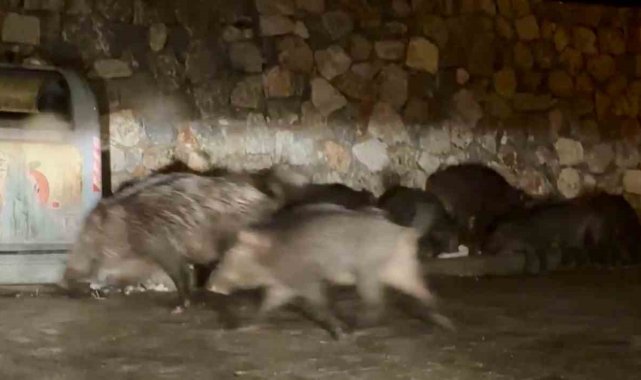 Bodrum'da aç kalan yaban domuzları mahalleleri mesken tuttu