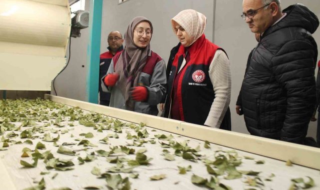 Devletten aldığı destek işletme kapasitesi 3 katına çıktı