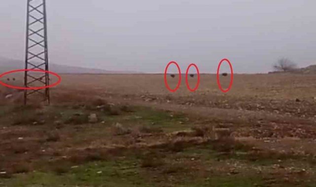 Diyarbakır'da tarlada domuz sürüsü