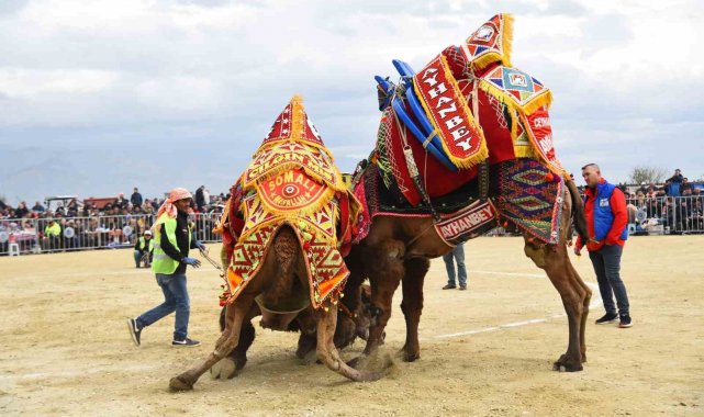 Efeler'deki deve güreşi festivali ertelendi
