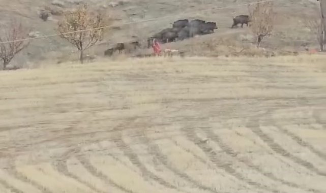 Elazığ'da domuz sürüsü görüldü
