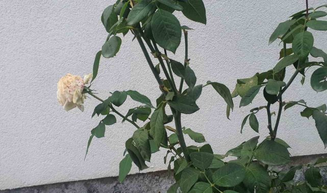 Elazığ'da kış mevsiminde gül ağacı çiçek açtı
