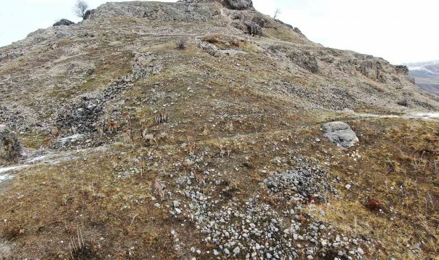 Elazığ'daki Palu Kalesi'nde dağ keçileri dronla havadan görüntülendi
