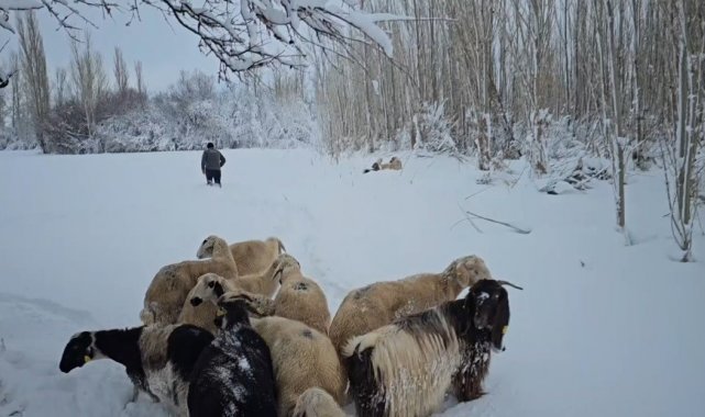 Erzincan'da karla kaplı köylerdeki besiciler zor şartlarda hayvanlarını besliyor