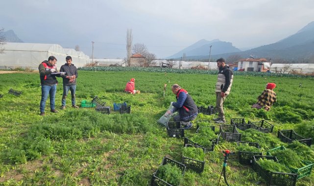 Eskişehir'de yaprağı yenen sebzelerde kalıntıyla mücadele çalışmaları devam ediyor