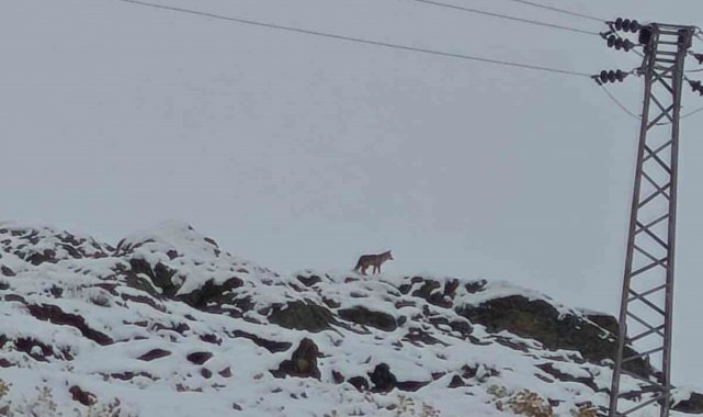 Hakkari'de gündüz vakti kurt görüntülendi