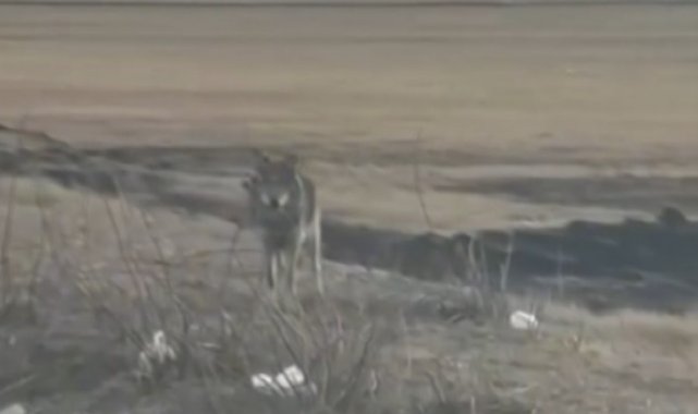 Kars'ta yol kenarına inen kurt kamerada