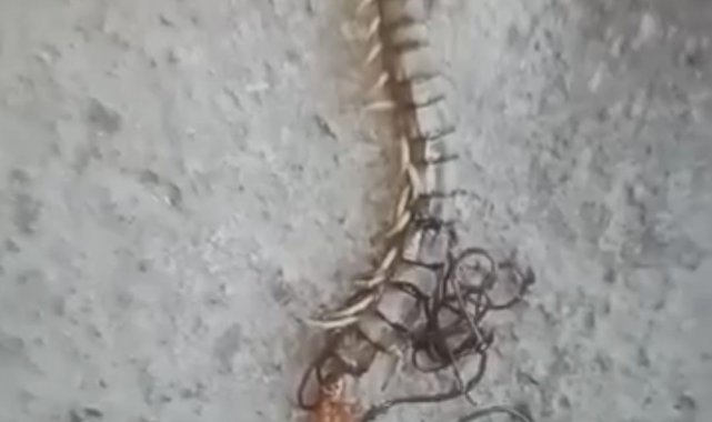 Kırkayağın içinden çıkan at kılı solucanını görünce neye uğradığını şaşırdı