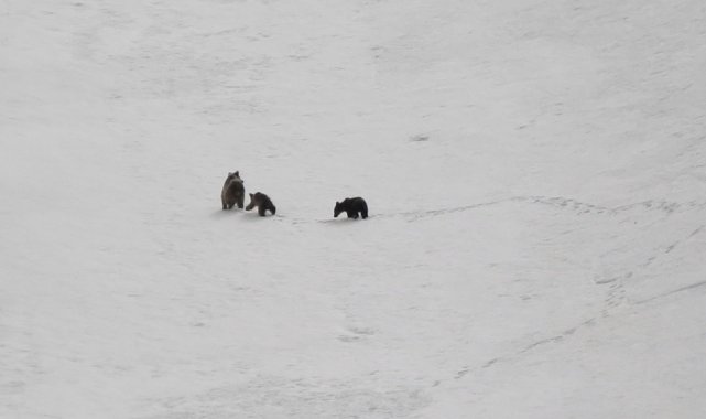 Kış uykusuna yatmayan ayılar Erzincan'da görüntülendi