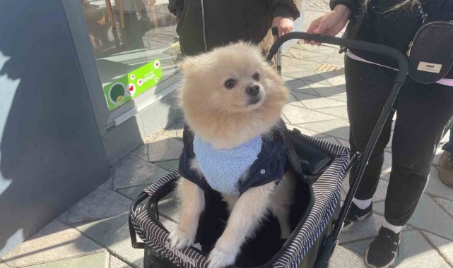 Köpeğini gezdirme arabasıyla bebek gibi dolaştırıyor