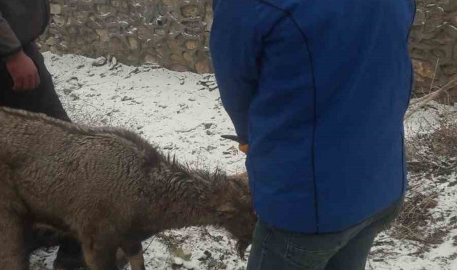 Köpeklerin saldırısına uğrayan yaban keçisi tedavi altına alındı
