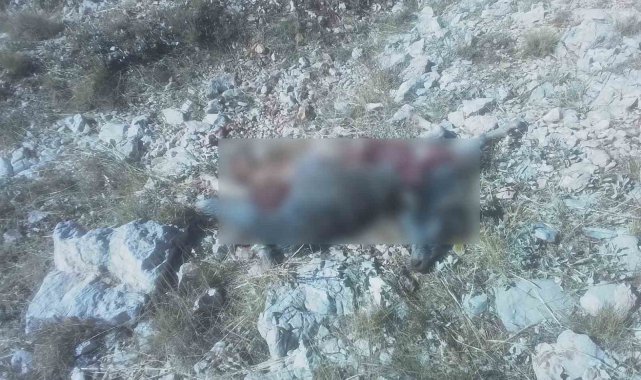 Kurtlar, keçi sürüsüne saldırdı