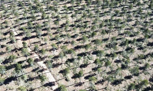 Kütahya ormanlarında gençleştirme çalışmaları